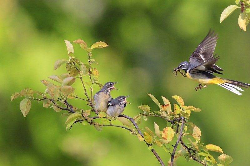 Brooding фото превью