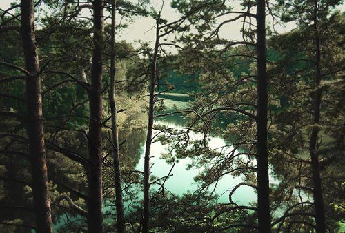 Волшебный лес