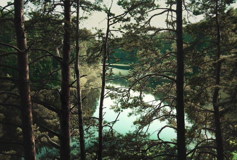 Волшебный лес фото превью