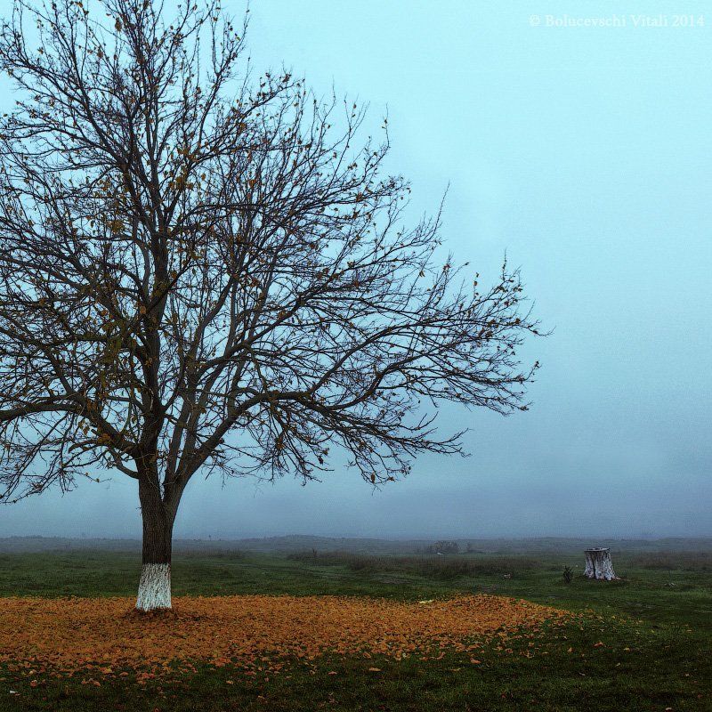 Bolucevschi, Moldova, Nature, Photo, Photographer Одиночество фото превью