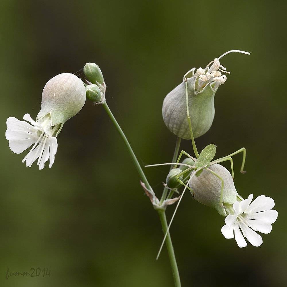 , Игорь ФУММ