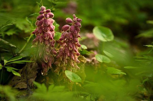 Восковые фигуры