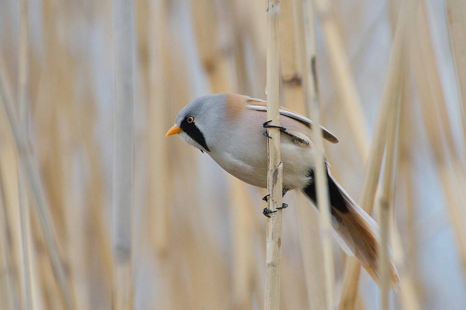 птица, усатая, синица, самец, тростники, Михаил Агеев