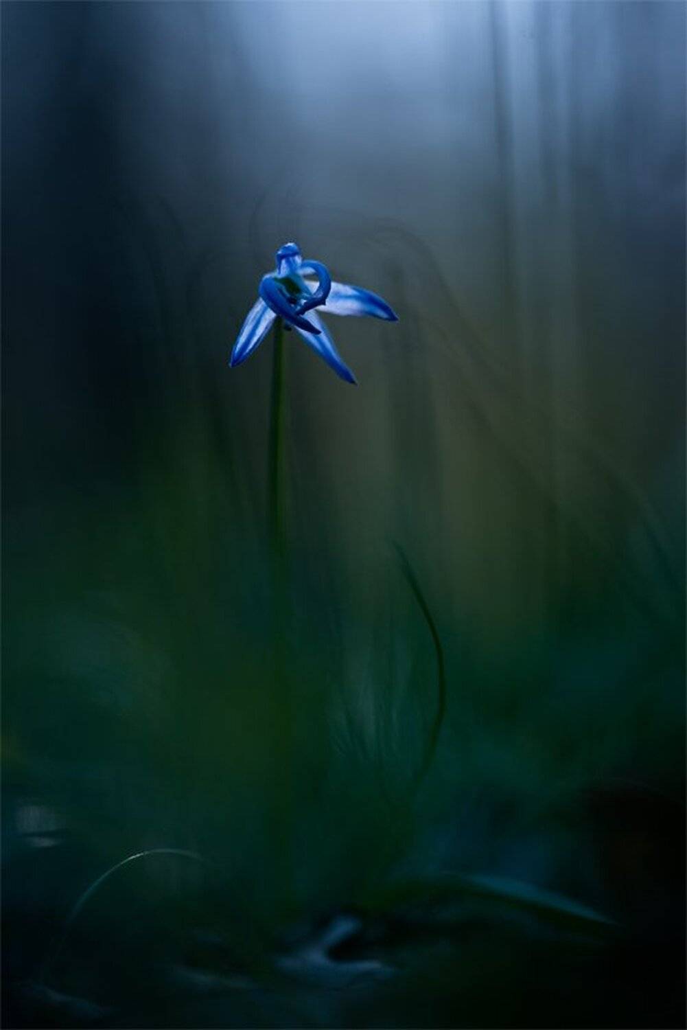 Nikon D 800, Весна, Воронеж, Макро, Первоцвет, Подснежник, Природа, Пролесок, Прохлада, Свет, Цветок, Геннадий Мещеряков