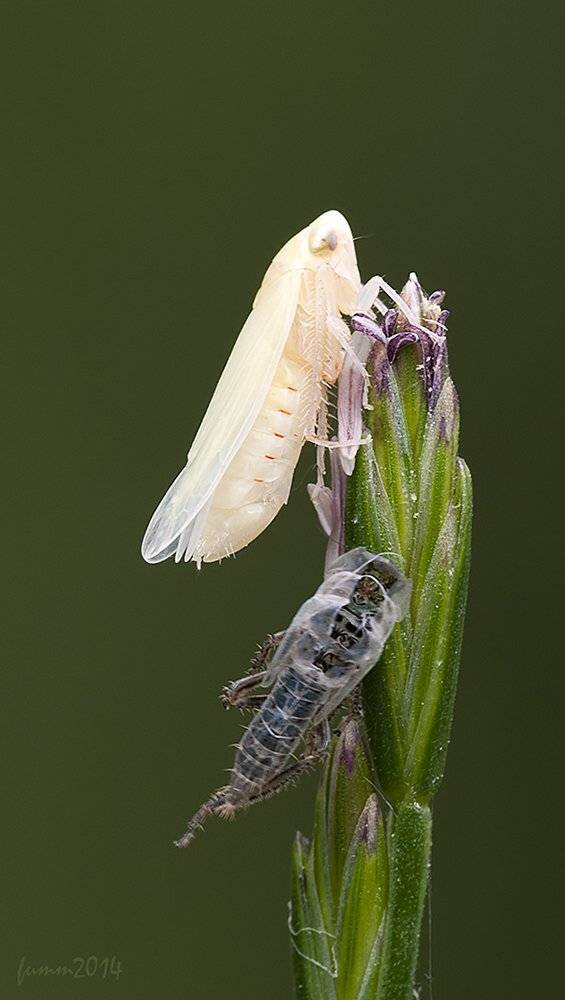 , Игорь ФУММ