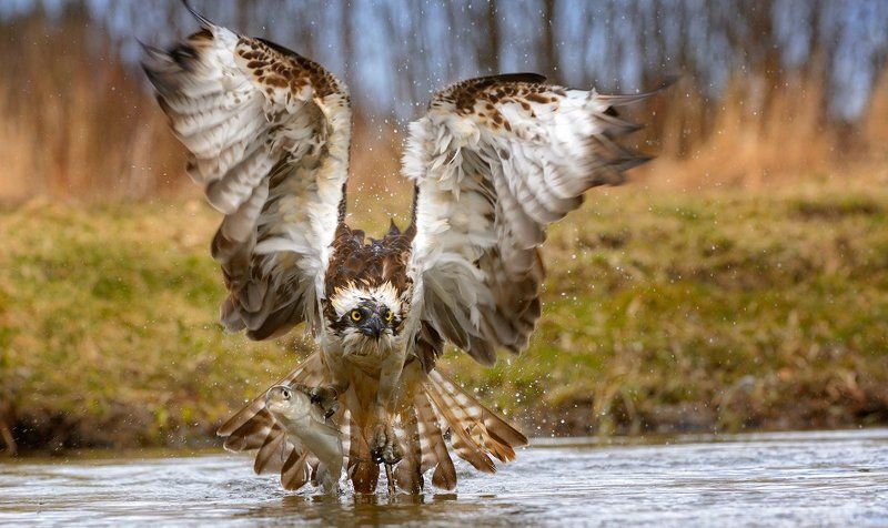 мастер-класс по ловле рыбы фото превью