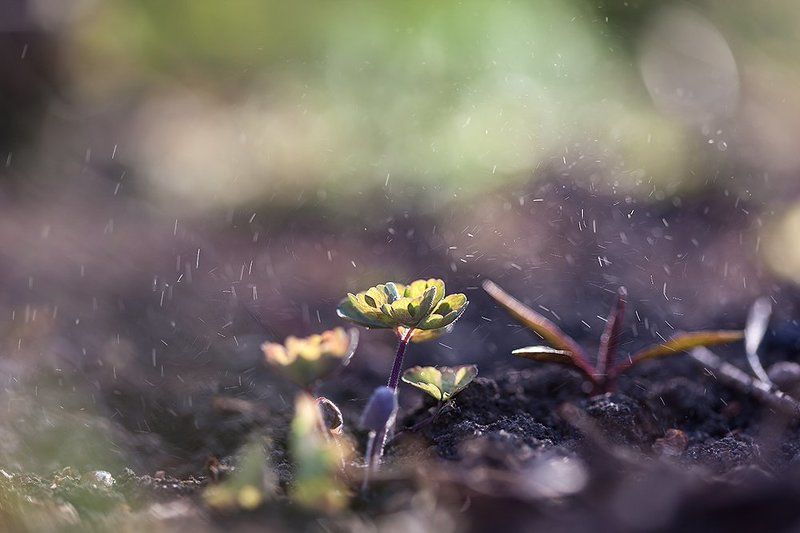 Маленький загородный привет. фото превью