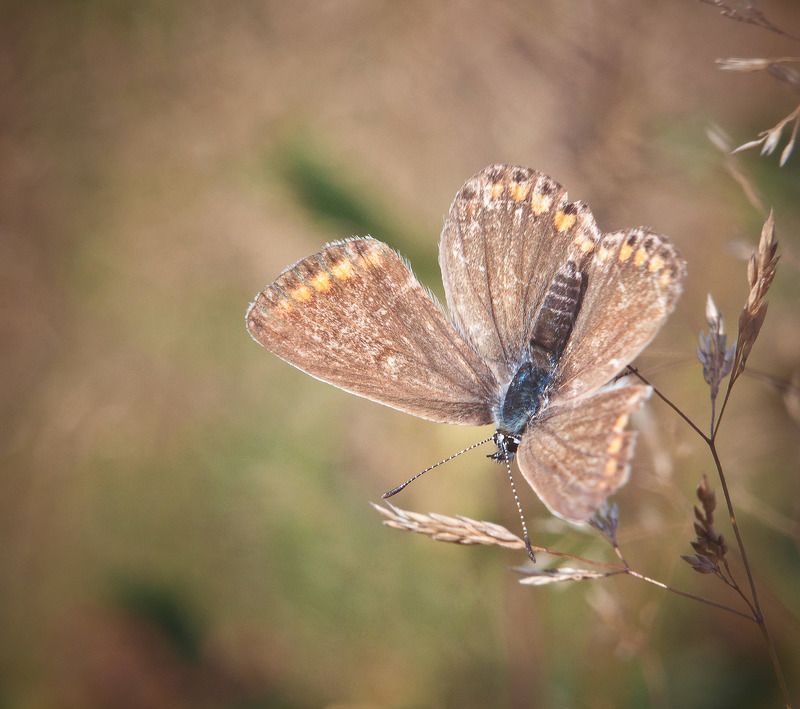 Бабочки, Макро Голубянка восточная (Plebejus subsolanus) фото превью