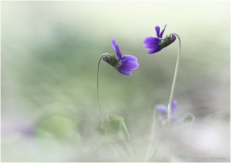 Болтушки фото превью