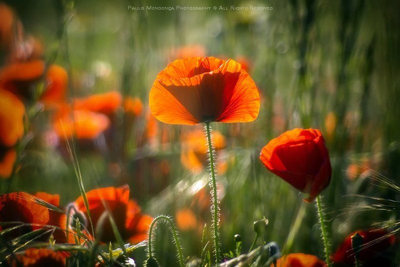 Poppies фото превью