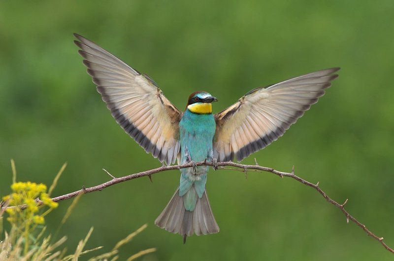 Щурка фото превью