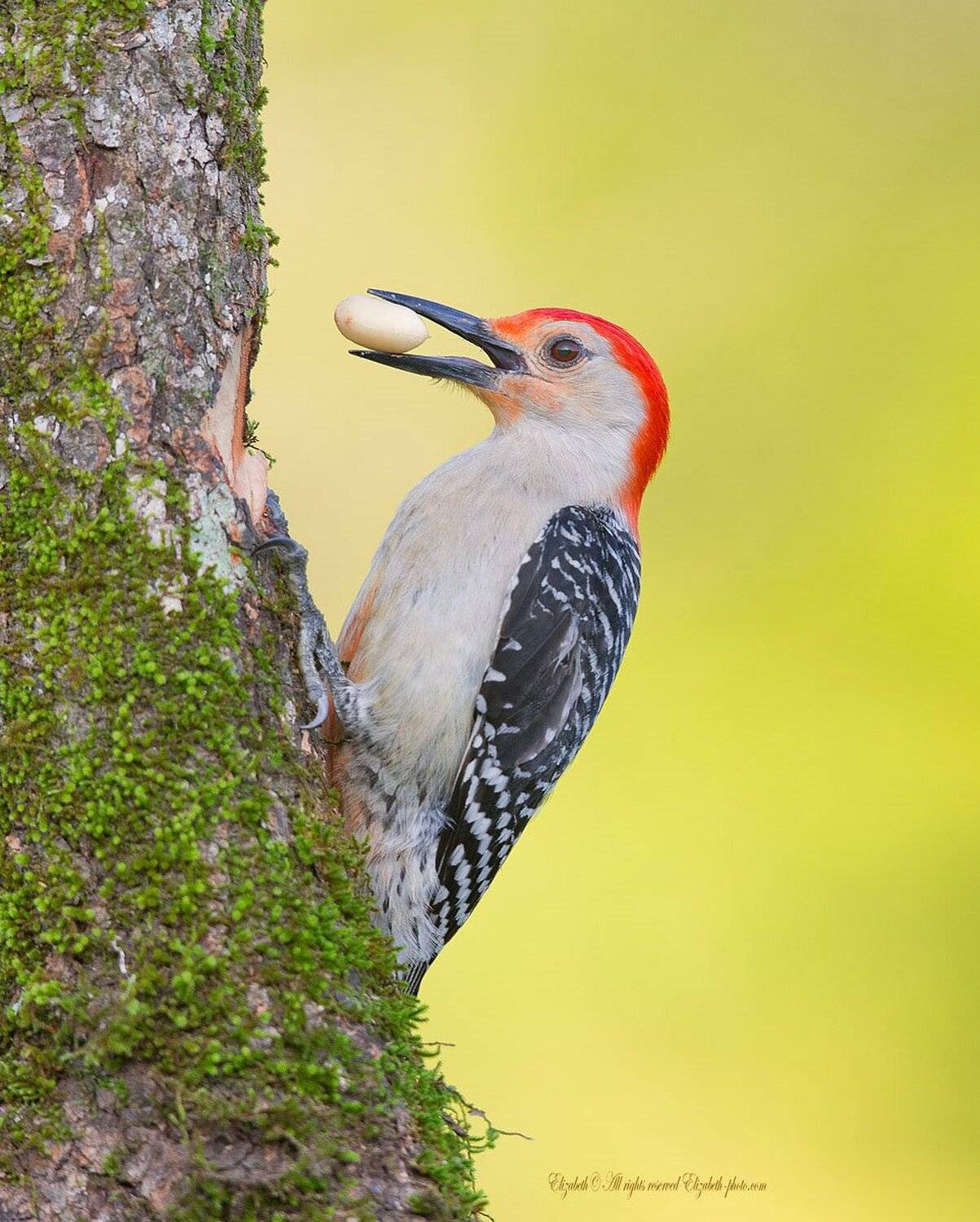 red-bellied woodpecker, дятел, каролинский меланерпес, Elizabeth Etkind