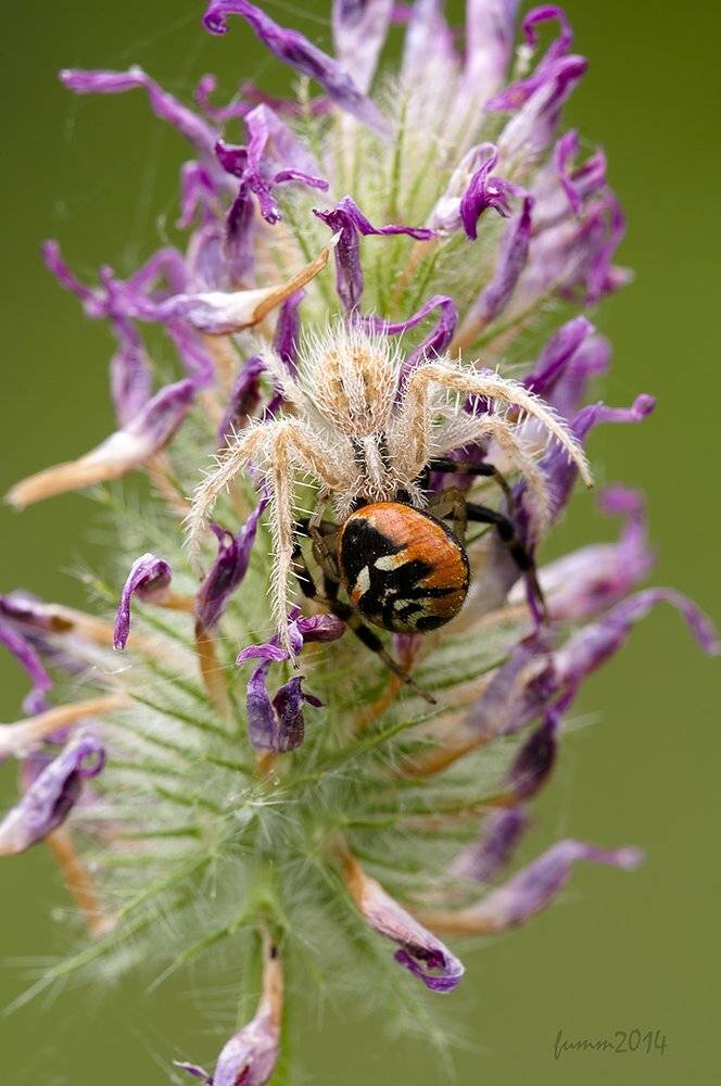 , Игорь ФУММ