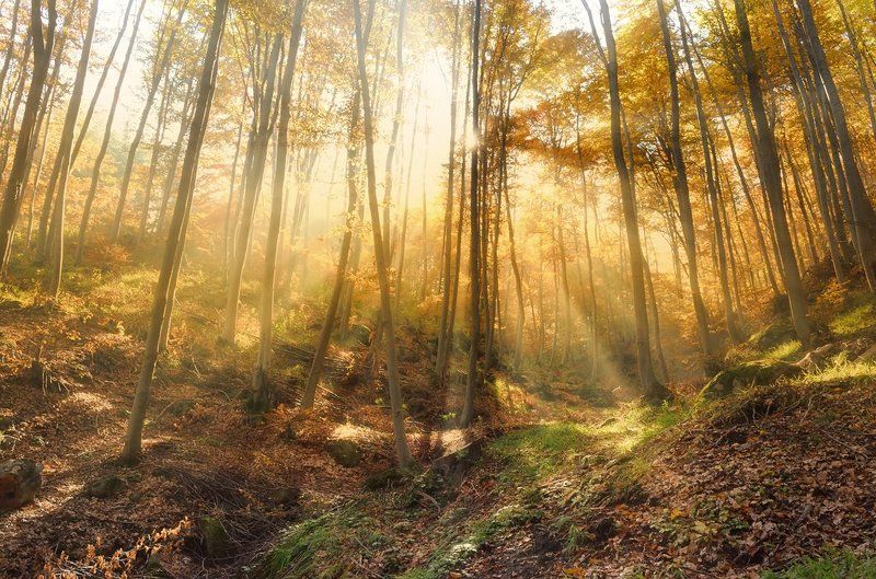 Сказка о любви фото превью