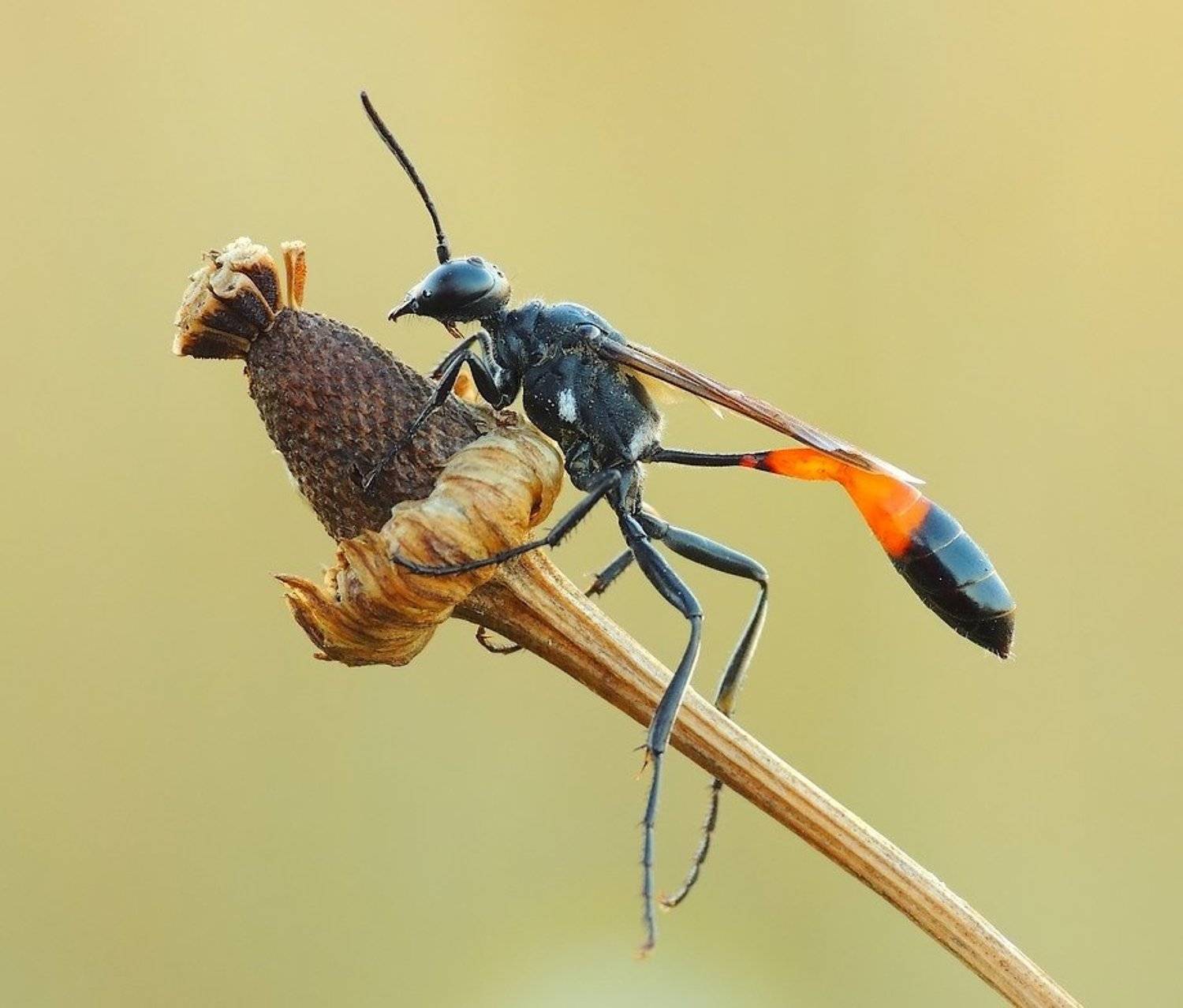 , Zbyszek  Walkiewicz