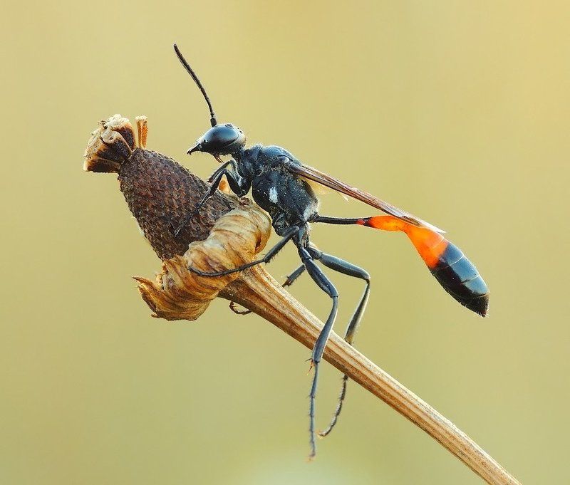 Седло ветер ... фото превью