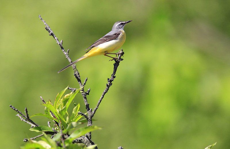 Pose ( Wagtail ) фото превью