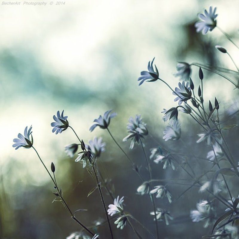 Lights Of Hope XIX фото превью