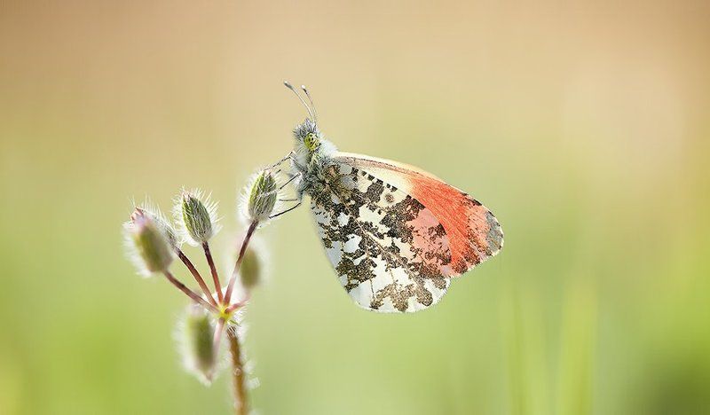 Alone фото превью