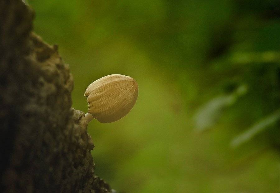 , тимур-тень