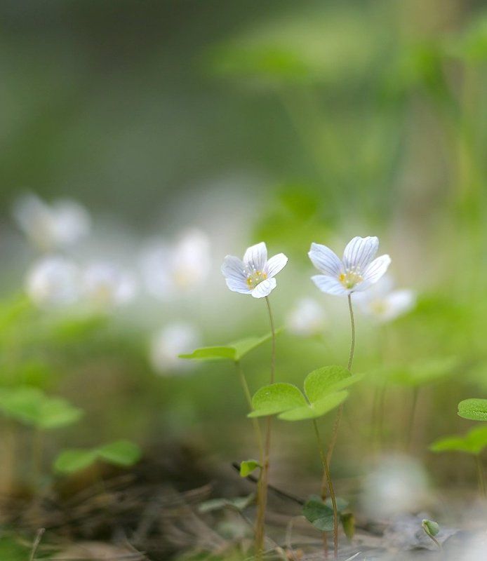Балерины фото превью