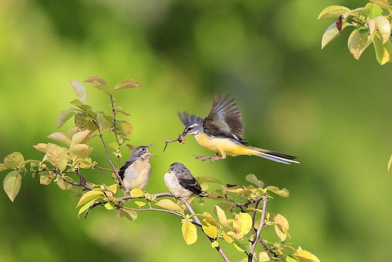 Brooding фото превью