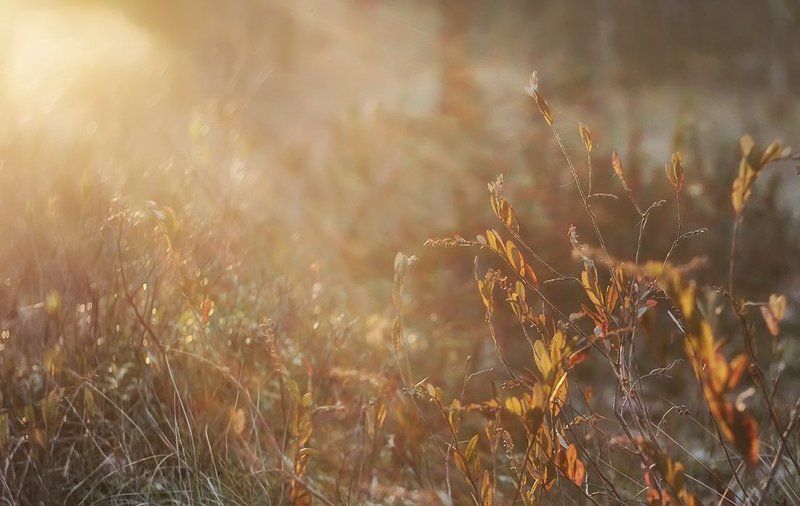 Рыжее утро фото превью