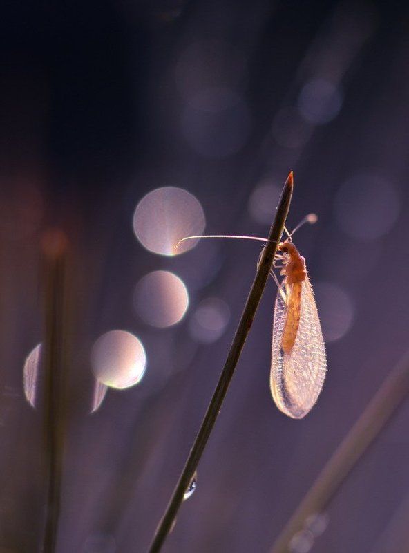 Игра света. фото превью