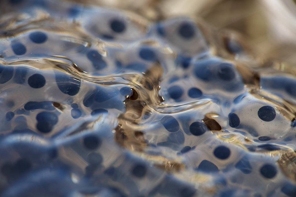 , Сергей Таланов