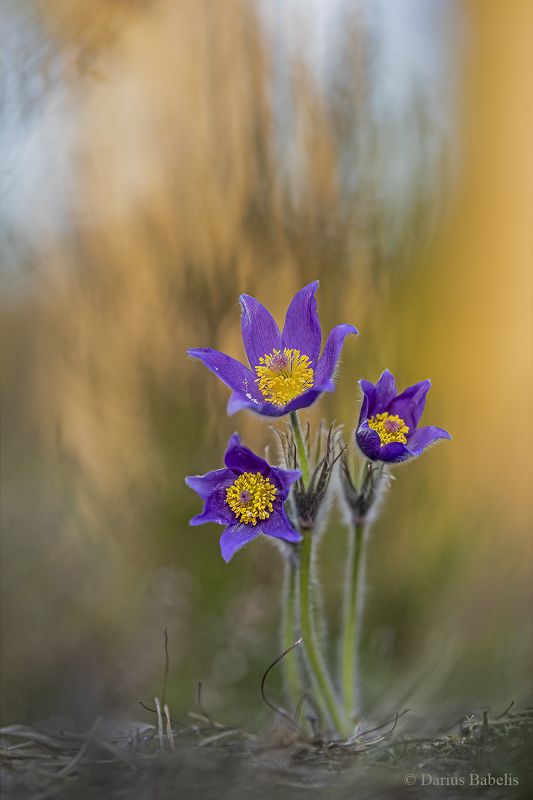 Сон-трава фото превью