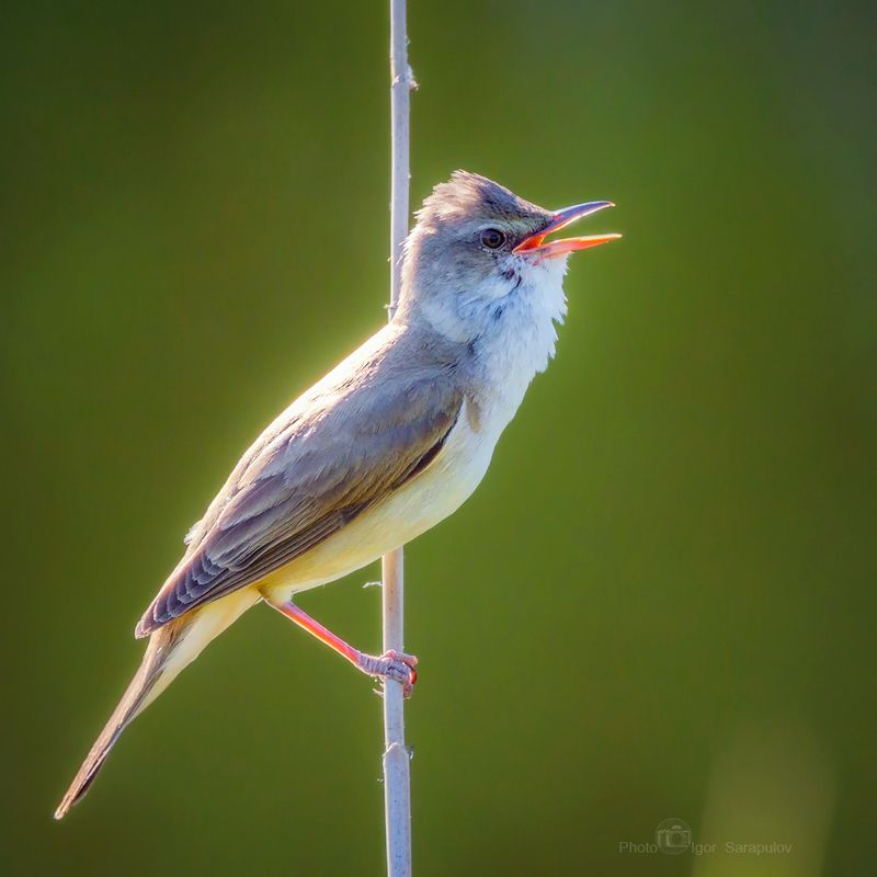 камышовка, acrocephalus dumetorum, клюв, высокая нота,  пение птиц, озеро, пение, птица, фотоохота Ария от камышовки фото превью