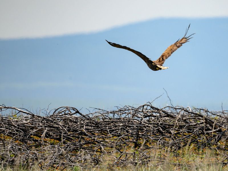 Полет над горелым стланником фото превью