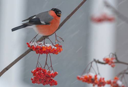 Зимний натюрморт