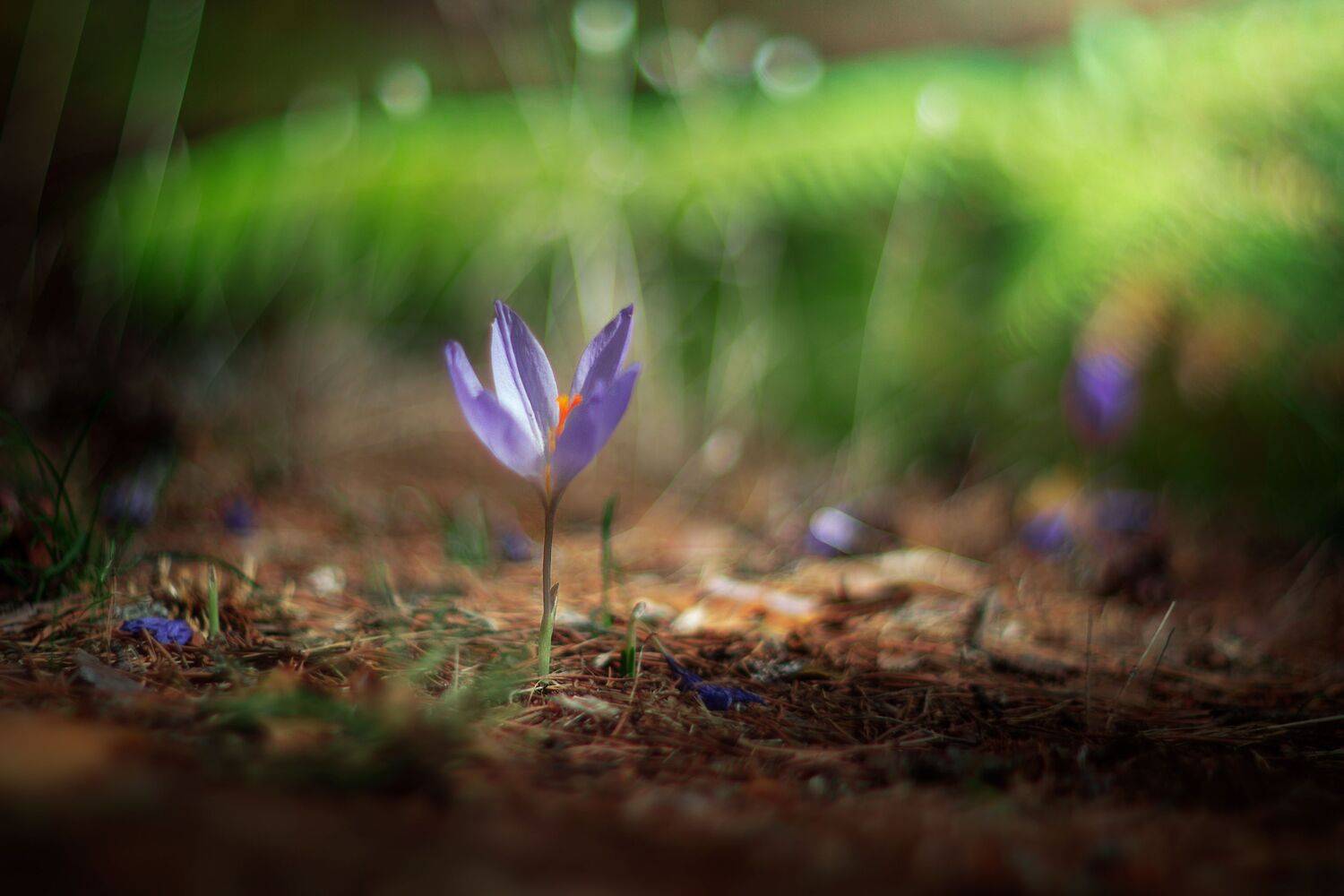 green,flowers,wild,nature,light,bokeh,, Борислав Алексиев