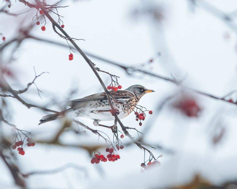 птицы, природа, пернатые Дрозд фото превью