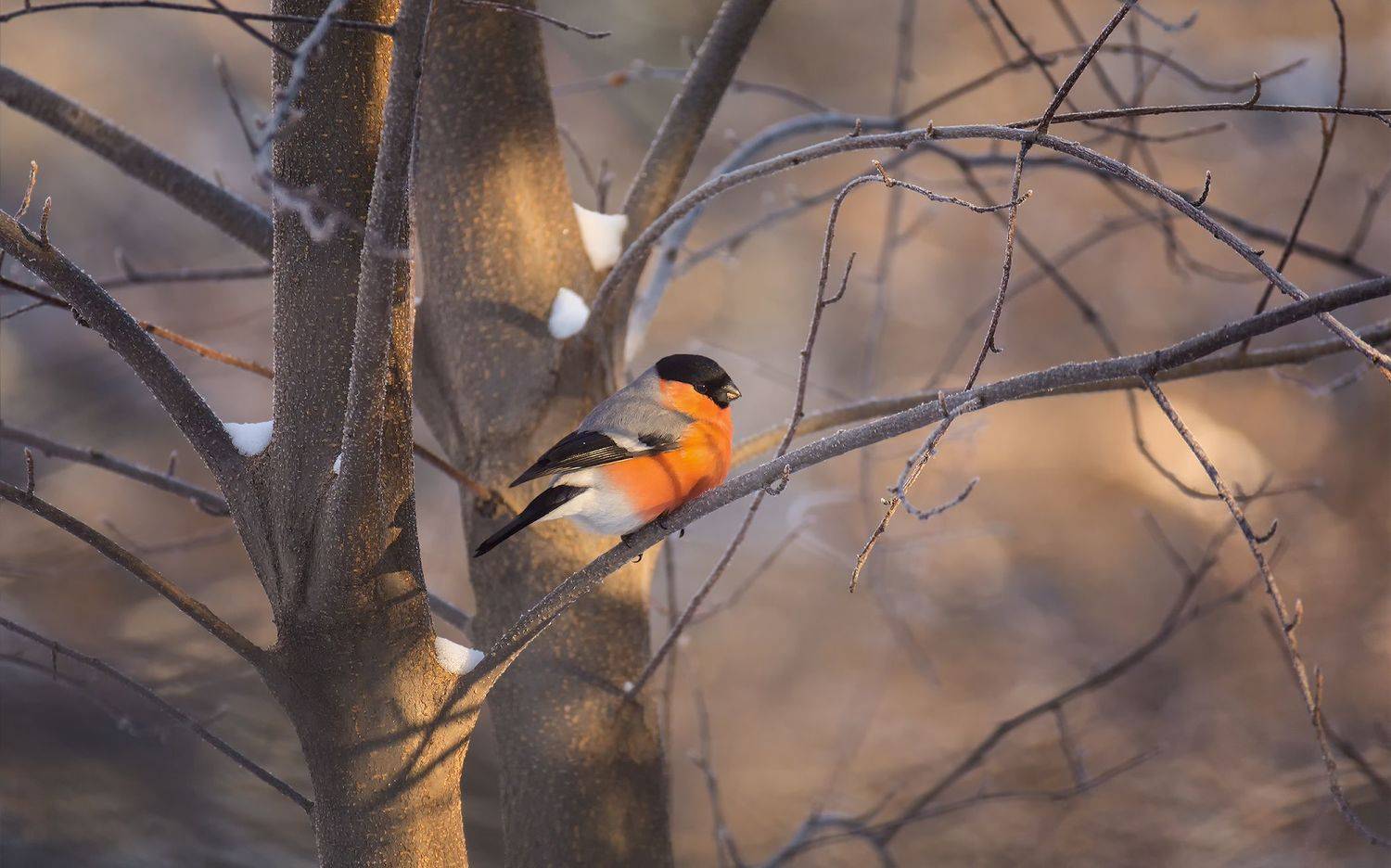 птица, снегирь, самец, луч солнца,, Марина Мочалова