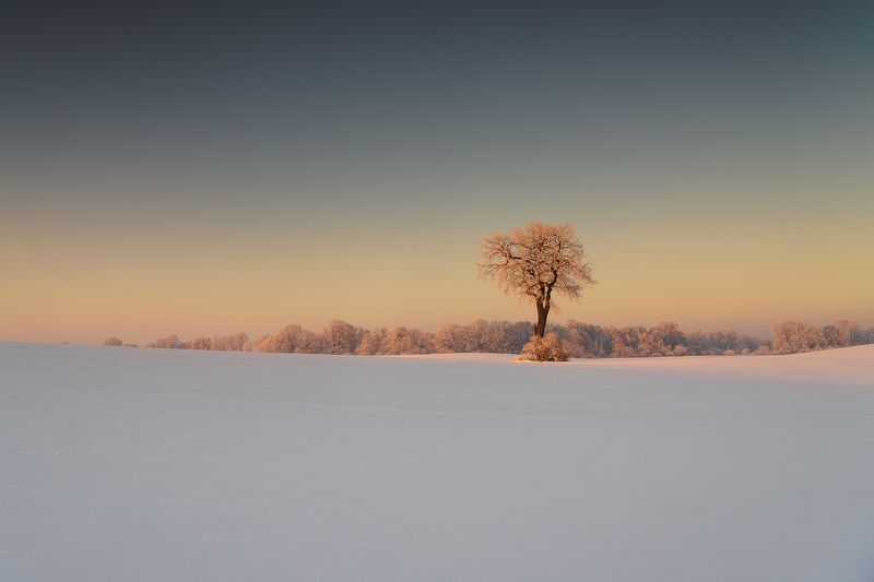 tree, winter, oak, sky, cloud, snow Tree фото превью