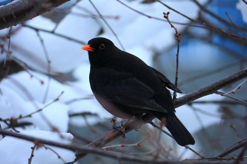 Чёрный дрозд фото превью
