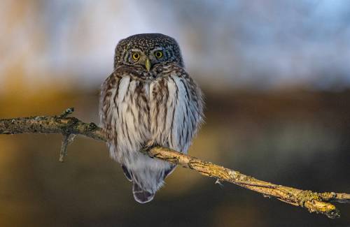 Воробьиный сыч (Glaucidium passerinum).