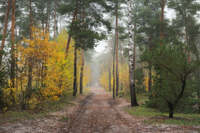лес осень октябрь туман тропа Середина осени, благодать фото превью