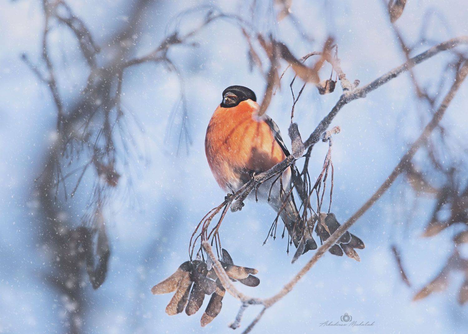 , Arkadiusz Michalak