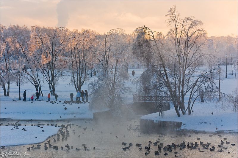 москва, царицыно, зима, уточки, мороз *** фото превью