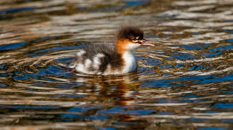 red-breasted, merganser, Mergus, serrator, chick, birds, duck,nature, reflection, water   фото превью