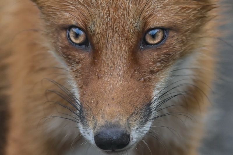 В глаза мне смотри! И не ври никогда! фото превью