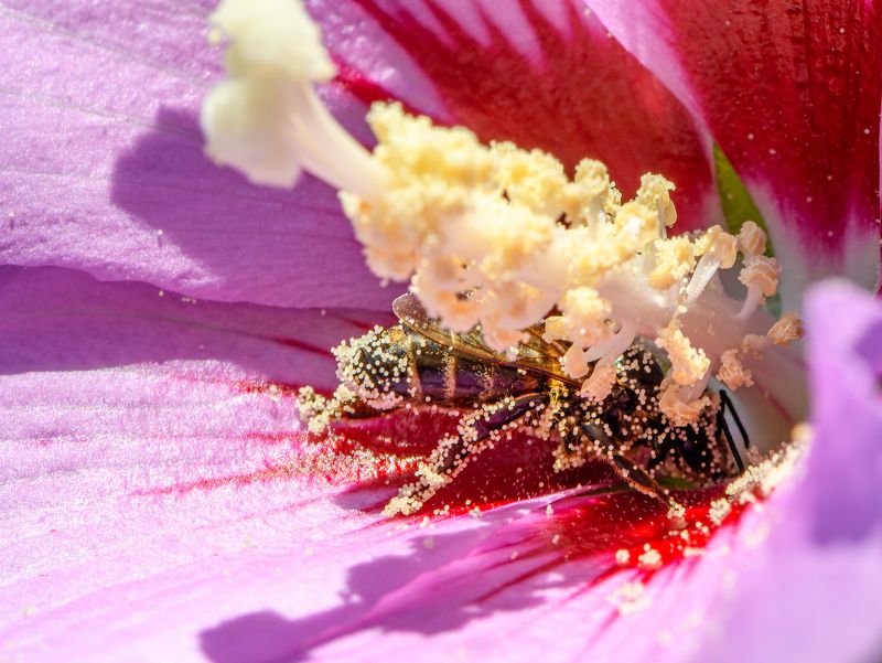 Pollen miner фото превью