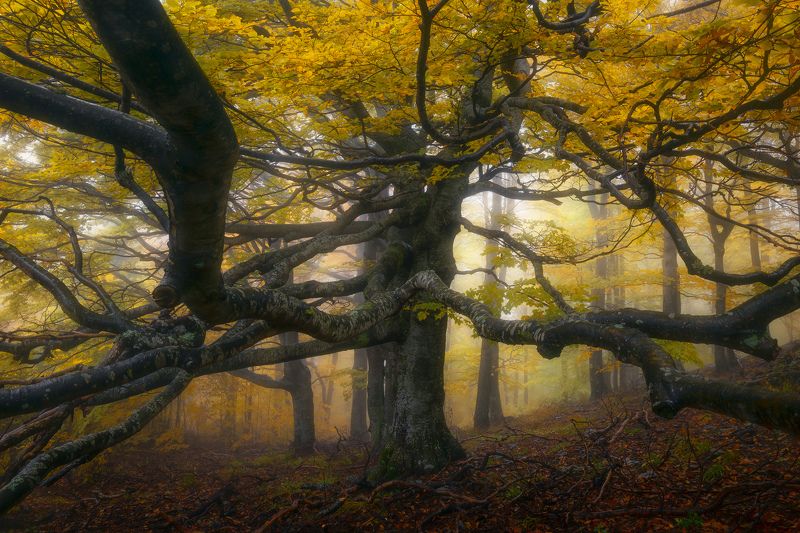 Rough edge фото превью