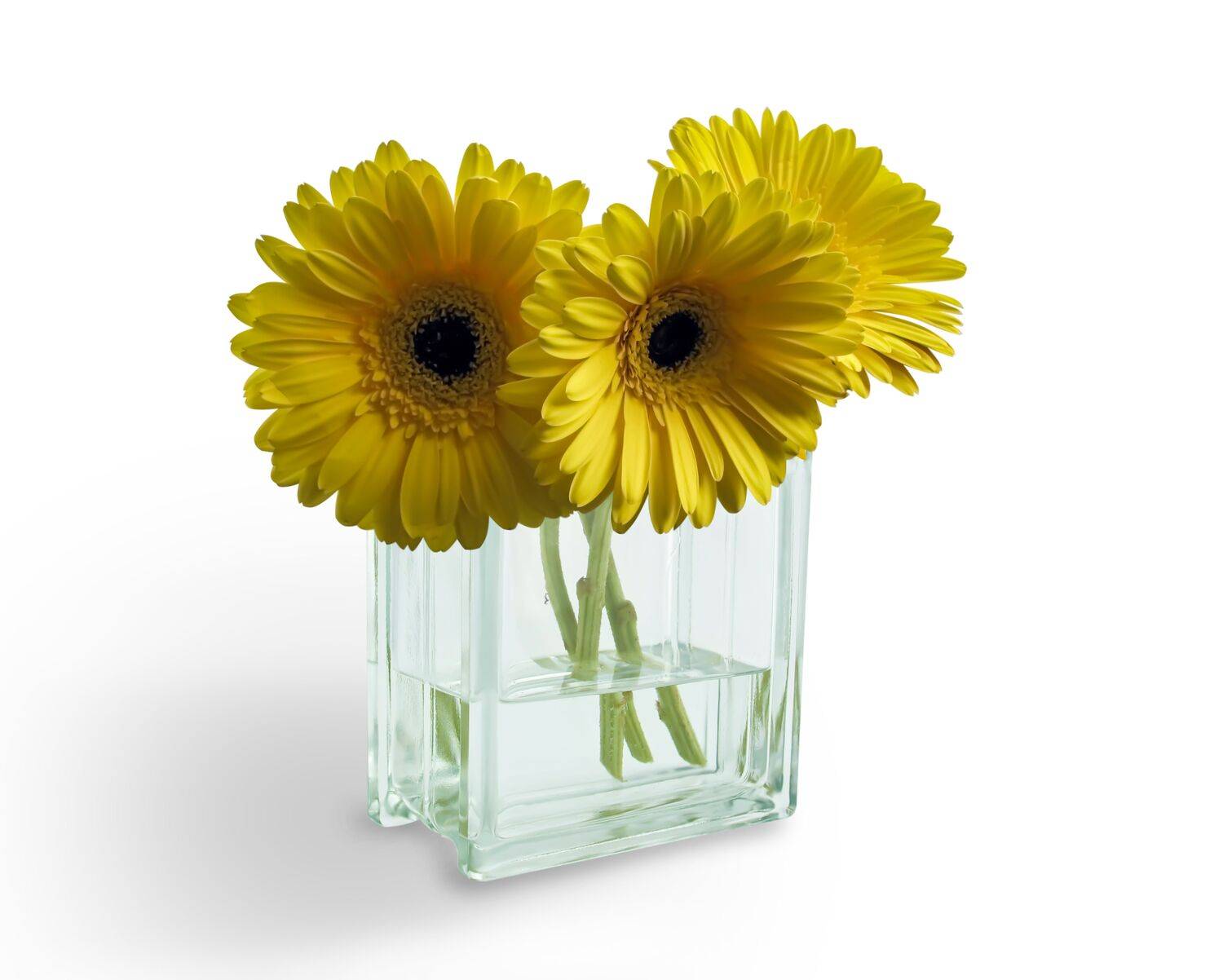 yellow, gerberas,  white background, still life, DZINTRA REGINA JANSONE
