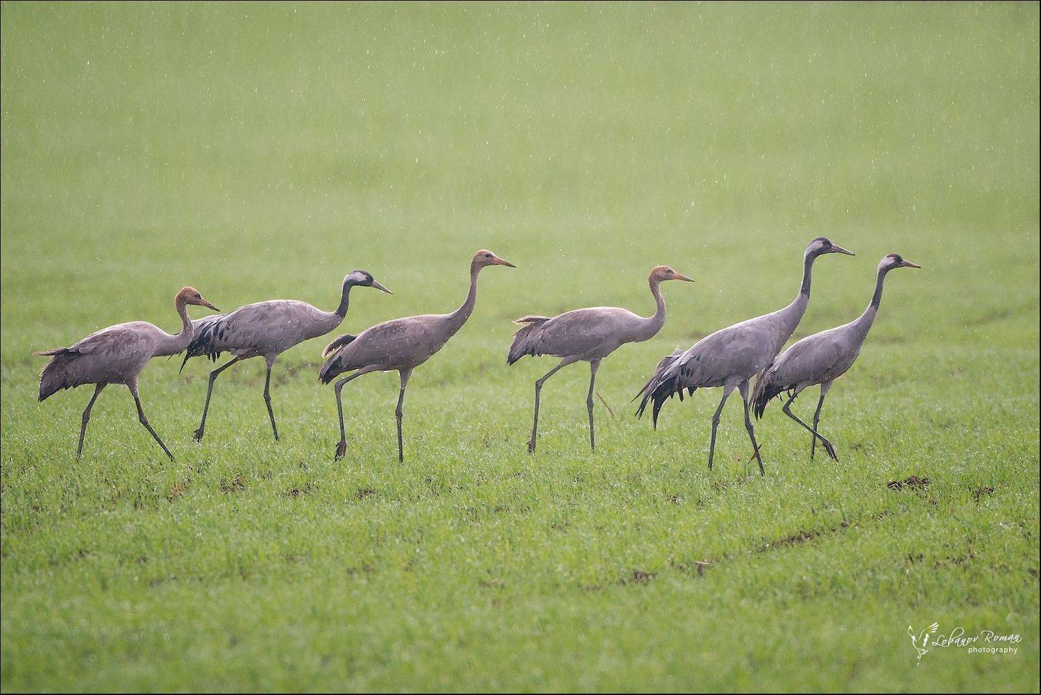 журавль, сергиев, посад, пересвет, лобанов, Lobanov Roman