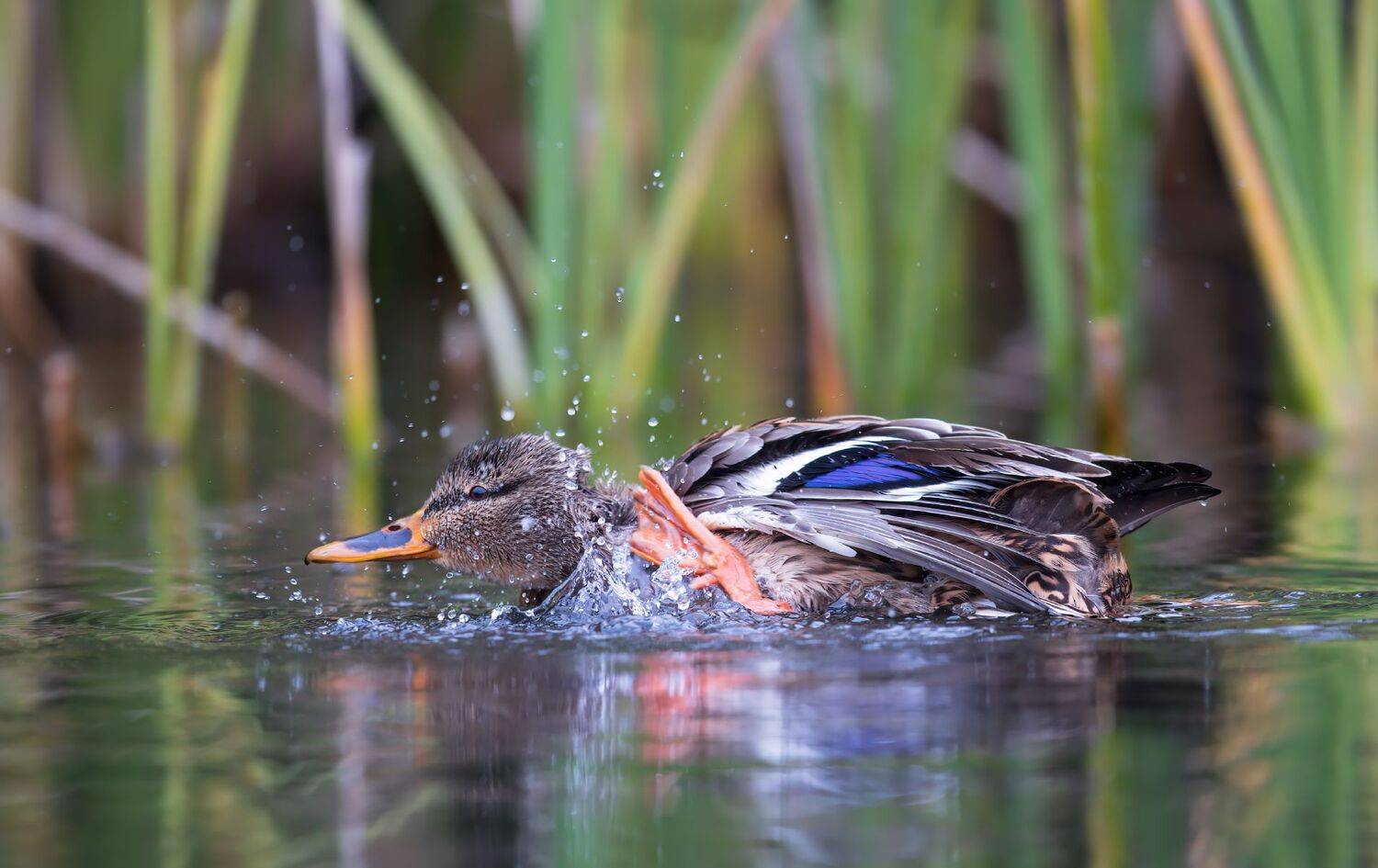 , Евгений Фруман