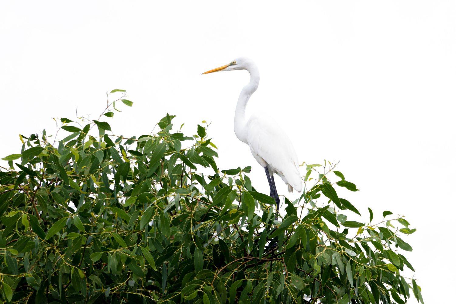 , Jahangir Alam Onuchcha